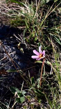 Wildflower in the sierra of Tandil, Argentina. Vertical, for mobile.