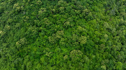 Aerial top view of mixed lush green tropical forest and jungle trees. cinematic nature landscape background for concept is about conservation and natural reforestation