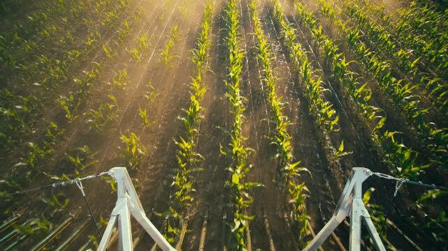 Stunning top-down locked off shot from slurry boom driving through sunlit corn rows. Golden rays cut through dust and mist, creating a dramatic cinematic atmosphere.