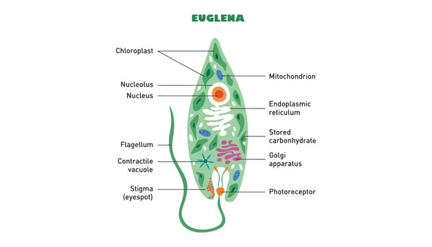Euglena microscopic organism labeled diagram with various organelles visible