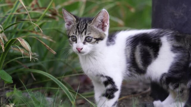 Kittens Sits Down Next to Black Pole