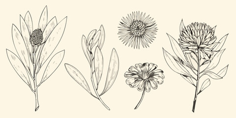 Vintage botanical illustration featuring various australian native wildflowers © ShreeShuvoKumar