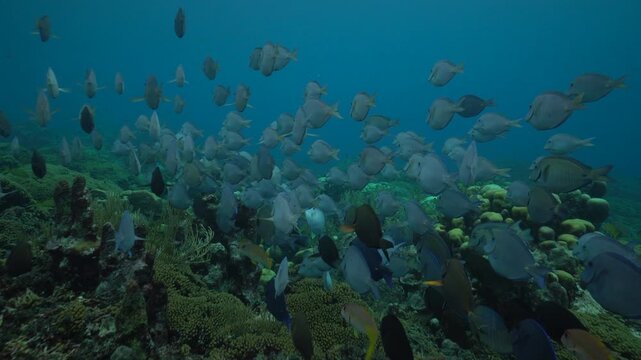 Camera follows a large school of blue tag fish, of varying shades of blue as they swim over a colourful section of reef covered with multiple species of hard coral.