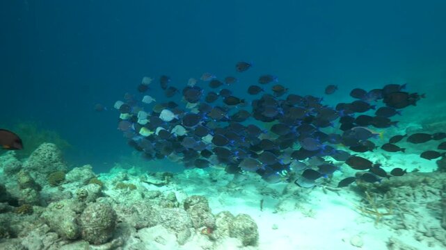 A large school of blue tang fish in multiple shades of blue swim across the frame, the camera follows in a POV shot swimming with the schooling fish.