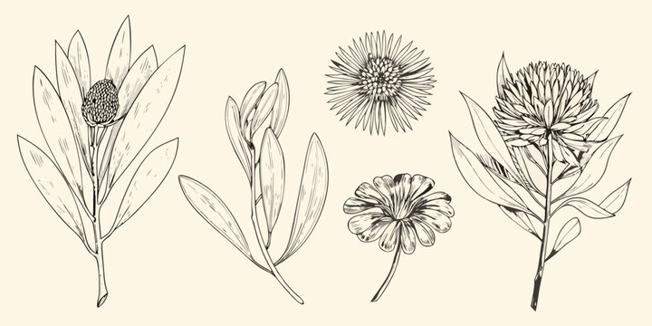 Vintage botanical illustration featuring various australian native wildflowers