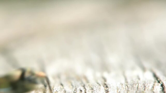Extreme close-up of a jumping spider with iridescent colors on wood