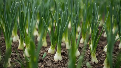 Obraz premium Seedlings of green onions in the garden. Cultivating vegetables