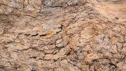 Natural tree bark texture background, rough wood trunk surface pattern