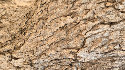 Fototapeta premium Natural tree bark texture background, rough wood trunk surface pattern