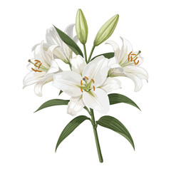 Obraz premium White Lilies with Green Leaves