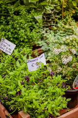 Naklejka premium Vibrant green herbs and plants displayed in a lively garden market in spring
