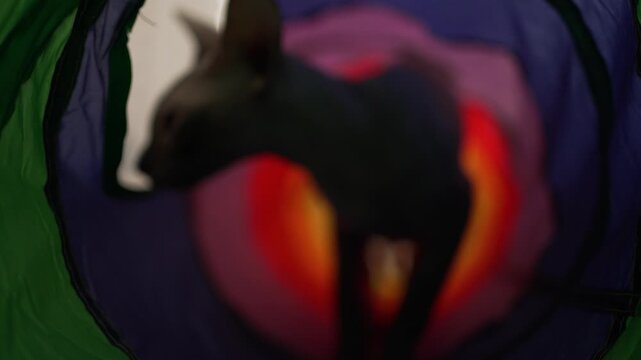 Playful sphynx cats exploring a vibrant, multicolored toy tunnel. One dark hairless cat walks towards the camera, followed by a light-colored kitten chasing a red toy ball
