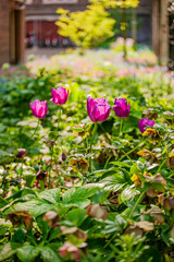 Vibrant pink flowers bloom amidst lush greenery in a tranquil urban garden during springtime