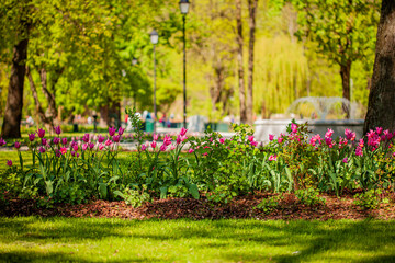 Obraz premium Vibrant tulips bloom in a serene park setting under bright sunshine during springtime