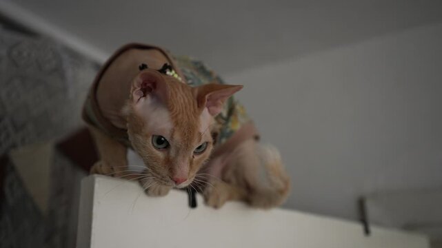 Curious cornish rex cat wearing a colorful shirt and collar carefully navigating and climbing down from a high interior ledge, showcasing its natural feline agility and exploratory behavior