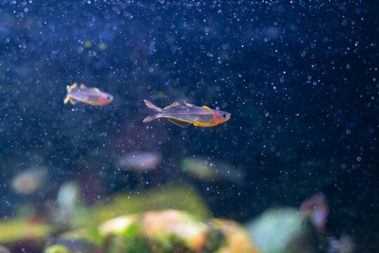 Forktail blue-eye rainbowfish (Pseudomugil furcatus) swimming in a planted freshwater aquarium with bubbles.