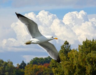 Fototapeta premium A white seagull soars through a blue sky with fluffy clouds