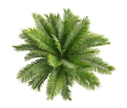 Overhead shot of a lush, vibrant green palm tree against a pristine white background