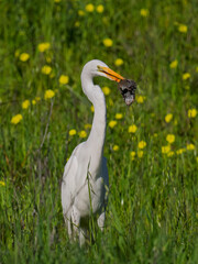Obraz premium Great egret hunting and catching gopher in grassy wildflower field