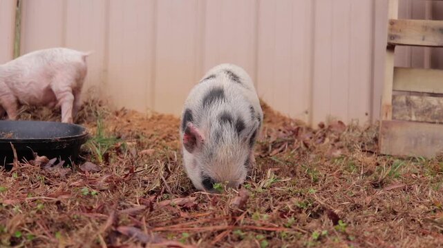 Potbelly Piglet Foraging in Dirt in Front of a Barn