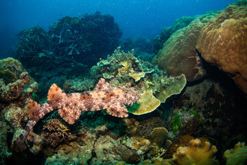 Naklejka premium Wobbegong shark 