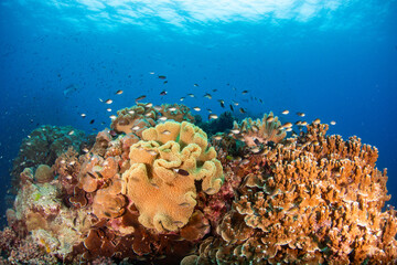 coral reef © Tristan 