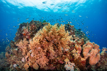 coral reef © Tristan 