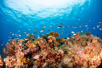 coral reef with fish © Tristan 