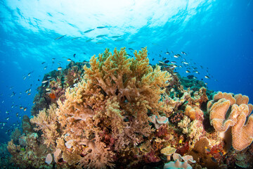 coral reef with fish © Tristan 