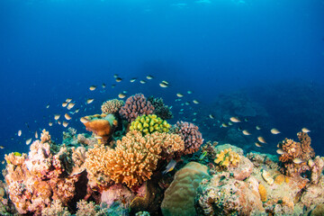 coral reef © Tristan 