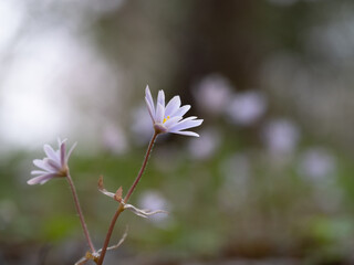 春を知らせるユキワリイチゲ