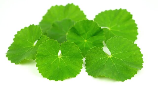 Fresh Green Centella Asiatica Leaves Isolated.