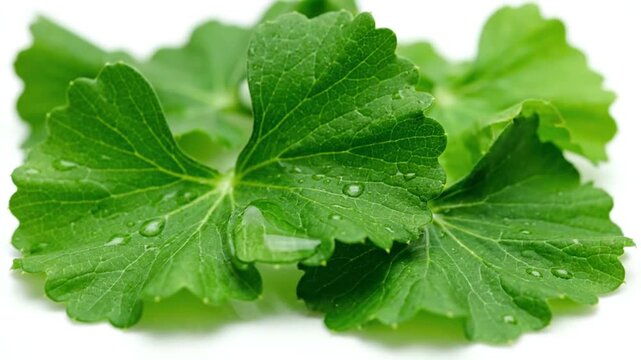 Fresh Green Leaves with Water Drops Closeup.