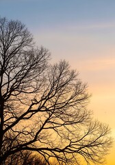 Fractal Tree Branches with Copy Space Natural Recursive Pattern Background