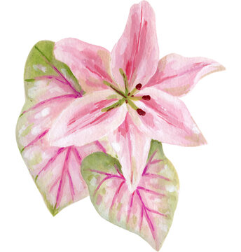 Pink lily and caladium illustration 