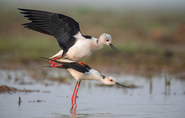 A pair of Black winged stilt mating in the wetlands.