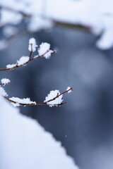枝に積もる雪