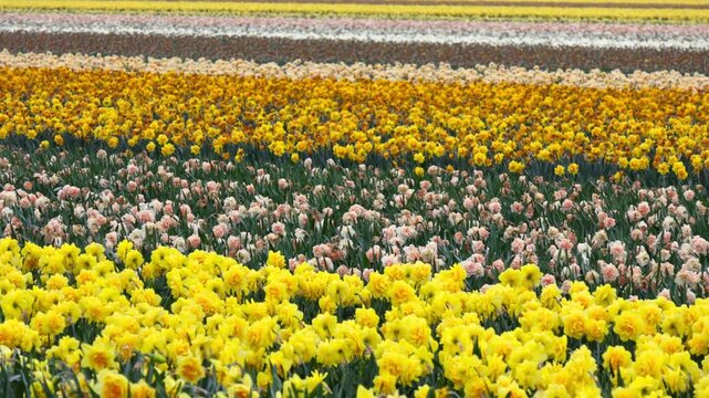 Yellow daffodils and tulip fields blooming in Holland