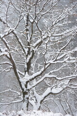 雪の積もる枯れ木