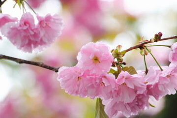 ピンクの八重桜
