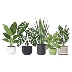 Obraz premium Five different houseplants in various pots isolated on transparent background
