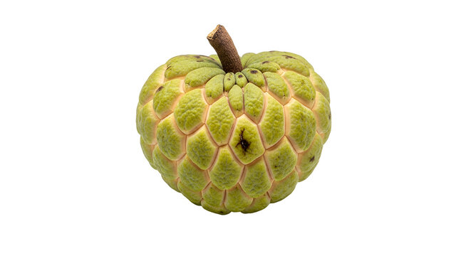 Custard Apple Fruit with Stem.