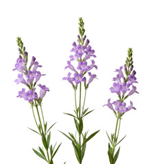 Fototapeta premium Three purple flowers on black background transparent background cutout png