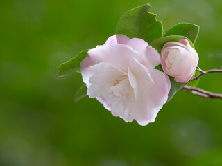 薄紅色の椿の花と蕾
