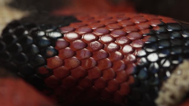 Closeup of a snakes scales as it breathes. This is a Pueblan Milk Snake, Lampropeltis triangulum campbelli