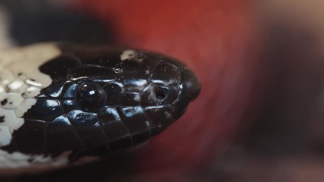 A closeup of the head of a Pueblan Milk Snake, Lampropeltis triangulum campbelli, as it smells the air with its forked tongue.