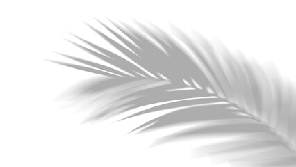 Fototapeta premium PNG realistic overlay shadow effect of tropical palm leaves isolated on transparent background. Black and white coconut leaf and branches blur shadow overlay for summer decorative and elegant designs.