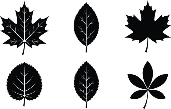 Collection of six leaf silhouettes featuring maple, elliptical, compound, and rounded designs, showcasing botanical diversity and artistic illustration.