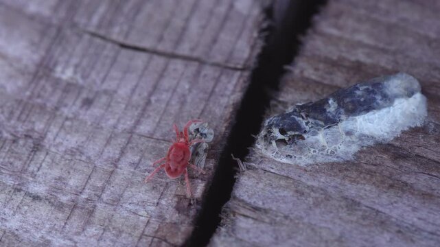 Macro view of a vivid red velvet mite moving along cracked wood beside debris wrapped in fine webbing.