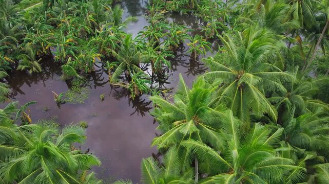 Coconut and banana trees thrive in wet tropical farmland under humid air